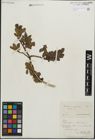 Foto von Salix kitaibeliana Willd. x Salix phylicifolia L.